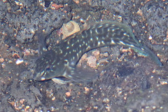 Parablennius parvicornis