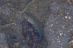 Parablennius parvicornis