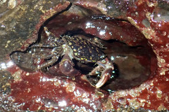 Pachygrapsus
