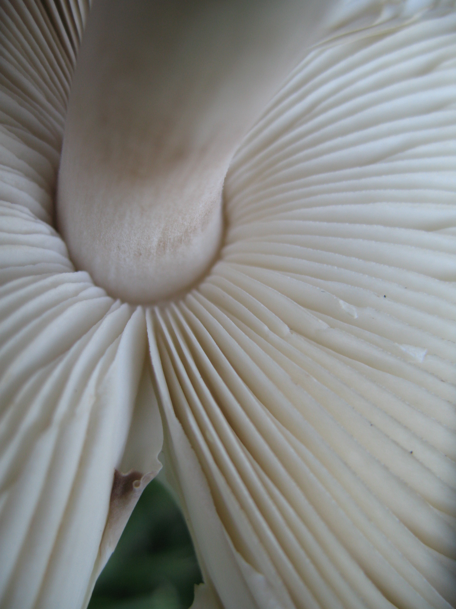 Leucoagaricus leucothites image