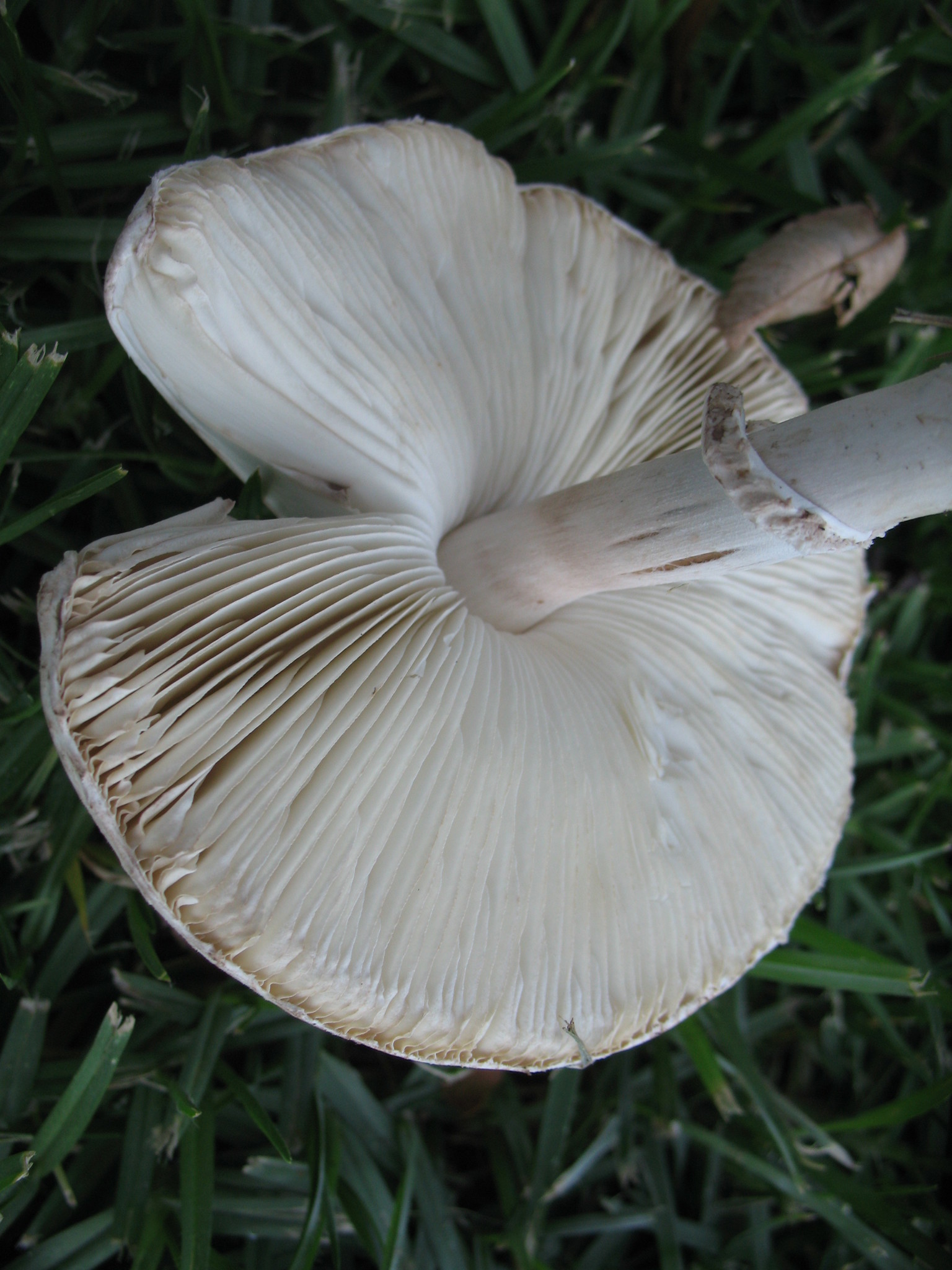 Leucoagaricus leucothites image