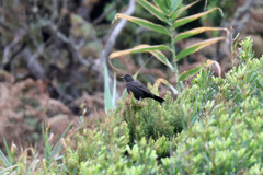 Turdus merula azorensis