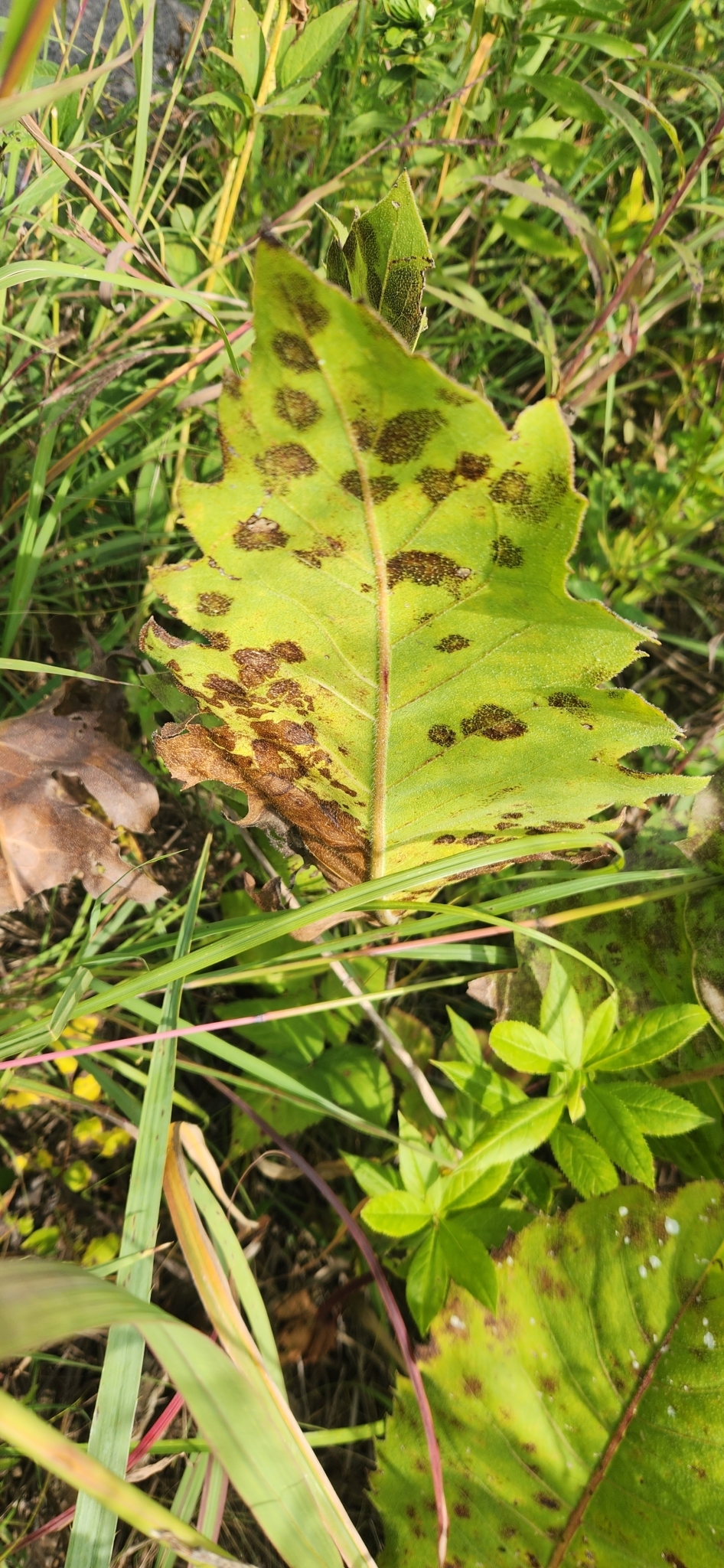 Compass Plant (Silphium laciniatum)