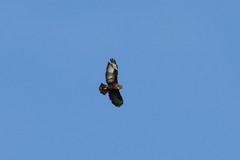 Buteo buteo rothschildi