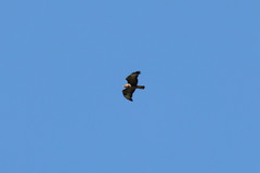 Buteo buteo rothschildi