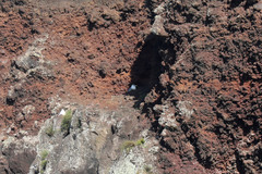 Larus michahellis atlantis