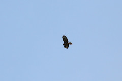 Buteo buteo rothschildi