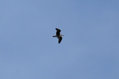 Larus michahellis atlantis