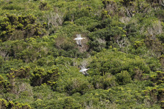 Larus michahellis atlantis