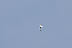 Larus michahellis atlantis