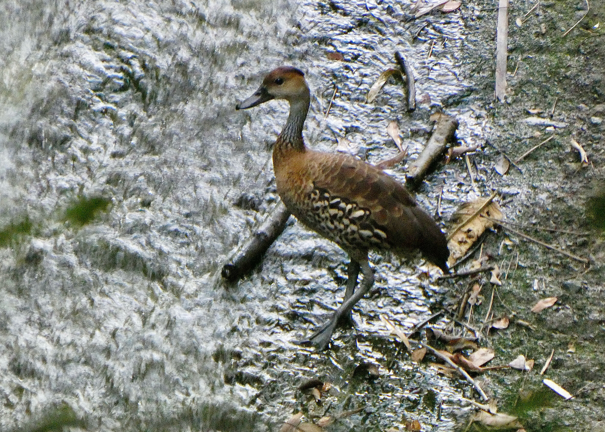 West Indian Whistling-Duck (Dendrocygna arborea)