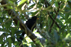 Turdus merula azorensis