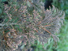 Microbiota decussata