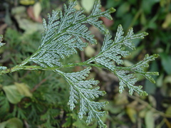 Thuja koraiensis