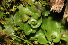 Marchantia paleacea