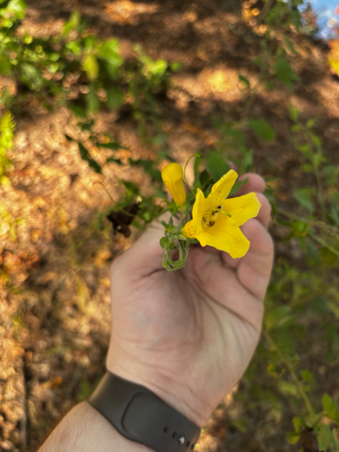 large-flowered false foxglove (Aureolaria grandiflora)