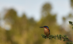 Corythornis vintsioides
