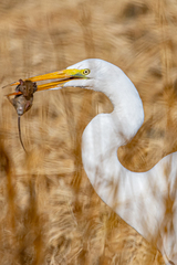 Great Egret photo 3