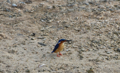 Corythornis vintsioides