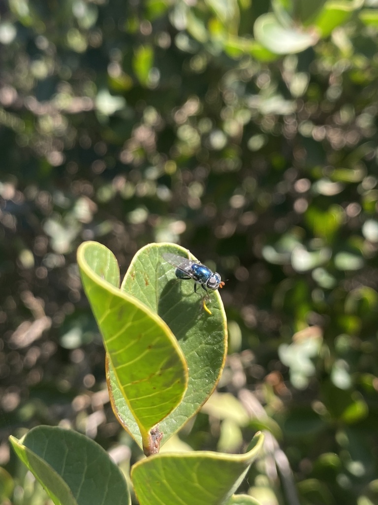 Pia cyanea