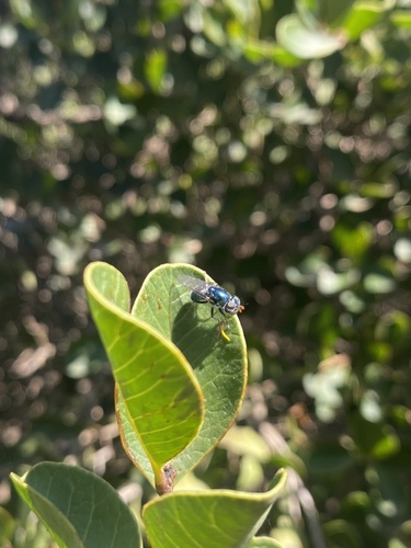 Pia cyanea