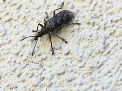 Pachyura australis