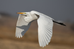 Great Egret - Photo (c) daverowe, some rights reserved (CC BY-NC)