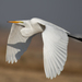 Great Egret - Photo (c) daverowe, some rights reserved (CC BY-NC)