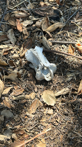 iNaturalist observation photo of Ungulates, Carnivorans, and Allies