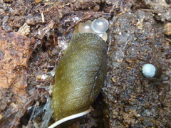 Pseudaneitea