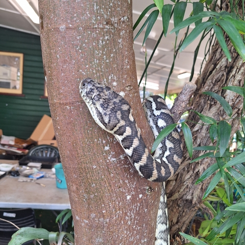 Coastal Carpet Python sighting