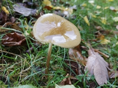 Agaricomycetes