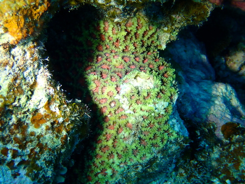 larger star coral