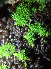 Pseudocrossidium revolutum