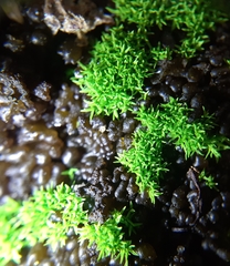 Pseudocrossidium revolutum