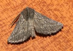 Drepanogynis rufigrisea