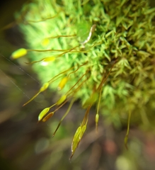 Bryoerythrophyllum recurvirostrum