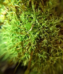Bryoerythrophyllum recurvirostrum