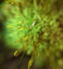 Bryoerythrophyllum recurvirostrum