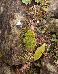 Bryoerythrophyllum recurvirostrum