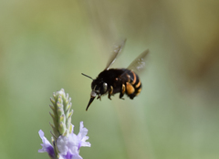 Amegilla quadrifasciata maderae