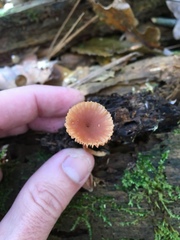Tubariaceae