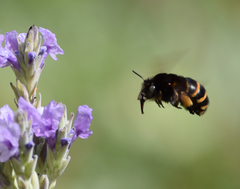 Amegilla quadrifasciata maderae