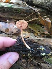 Tubariaceae