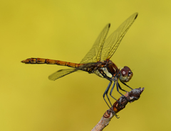 Sympetrum nigrifemur