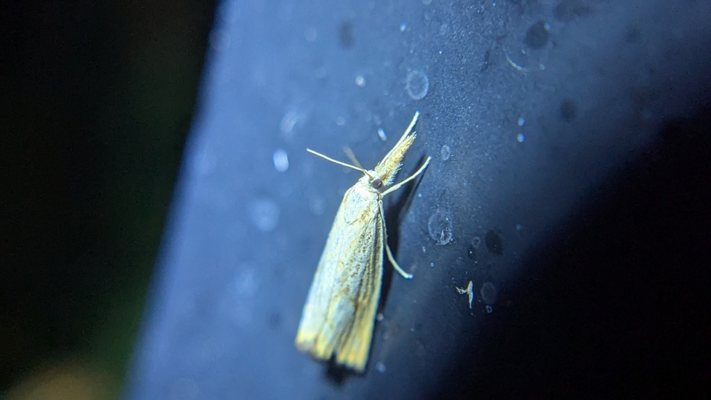 Lesser Vagabond Sod Webworm Moth