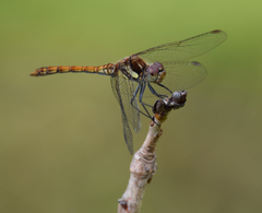 Sympetrum nigrifemur