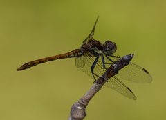Sympetrum nigrifemur