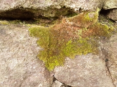 Rhynchostegiella tenella