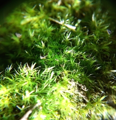 Rhynchostegiella tenella